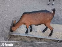 Ged, Alpine goat — foto 4