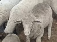 قوچ, Merino sheep — عکس 2