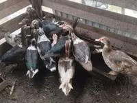Ducks — foto 6