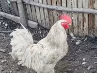 Chickens — 사진 3