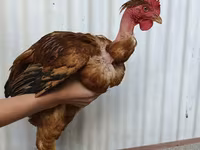 Chickens — 사진 2