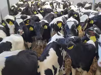 Bull, Holstein breed — photo 5