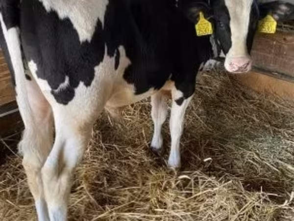 Bulle, Holstein-Rasse