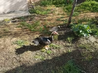 Ducks — 사진 1