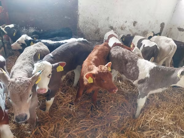 گاو نر, Simmental cattle