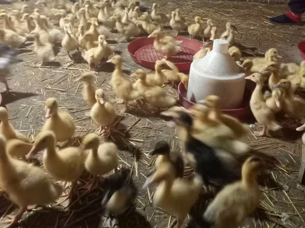 Ducks