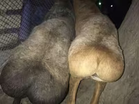 مینڈھا, بھیڑیں — تصویر 1