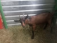 بز ماده, Alpine goat — عکس 5