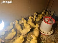 Deutscher Pekin — Foto 1
