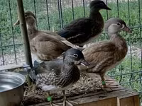 Ducks — foto 5