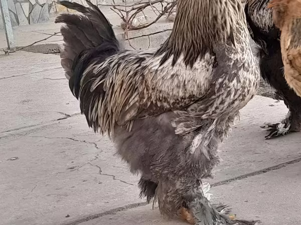 Μπράχμα