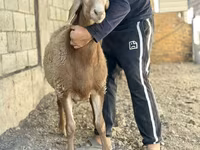 Schaf, Arashan sheep — Foto 6