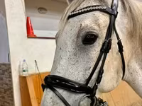 Cheval, Chevaux — photo 5