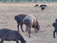 公羊, Blackheaded Persian sheep — 照片 8