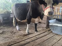 ላም, Russian Black pied cattle — ፎቶ 1
