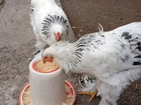 Brahma — foto 1