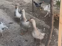 Geese — عکس 4