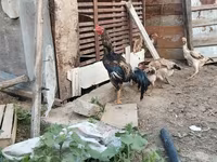 Chickens — foto 1