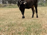 วัวตัวเมีย, Swiss cattle — รูปภาพ 6