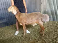 የጎትት አውራ በግ, Arashan sheep — ፎቶ 1