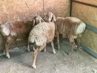 Domba jantan, Hissar sheep — foto 1