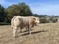 Bulle, Charolais cattle — Foto 4