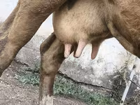 암소, Simmental cattle — 사진 3