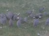 Guinea fowl — 2-сурет