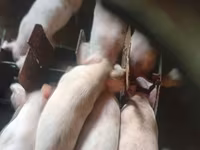 Babi (lot, jantina tidak dinyatakan), Крупная белая — foto 2