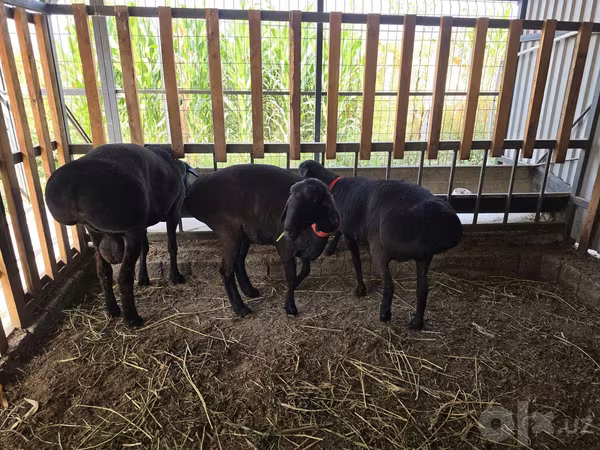 Kambing jantan, Hissar sheep