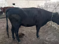 Vacă, Latvian Blue cattle — foto 1