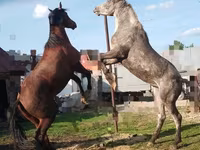 Horse (M), Horses — photo 4