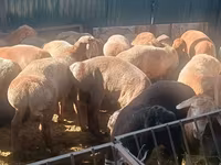 Kambing betina, Sheep — foto 1