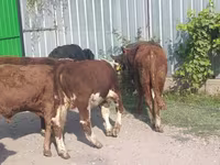 Toro, Bovini — foto 4