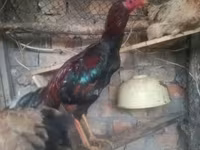 Chickens — عکس 5