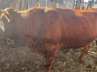Dibi, Cattle — sawirka 3