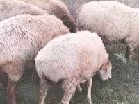 میش, گوسفند — عکس 1