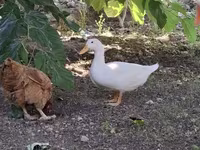 Ducks — foto 1