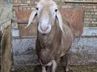 แกะตัวผู้, Arashan sheep — รูปภาพ 1