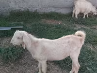 Capra, Nubian Goat — foto 8
