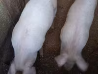 Babi (batch, jenis kelamin tidak disebutkan) — foto 2