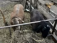Kambing betina, Hissar sheep — foto 3