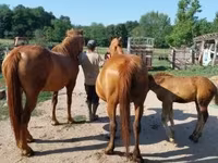 Merrie, Paarden — foto 6