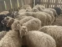 Får (parti, køn ikke angivet), Suffolk sheep — foto 2