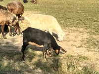 Capra, Nubian Goat — foto 5