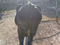 Kuh, Aberdeen-Angus — Foto 4