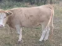 گاو ماده, Simmental cattle — عکس 5