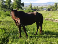 Kůň, Koně — foto 6