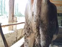 بقرة, سلالة هولشتاين — الصورة 3