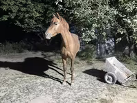 اسب نر, Kazakh horse — عکس 8
